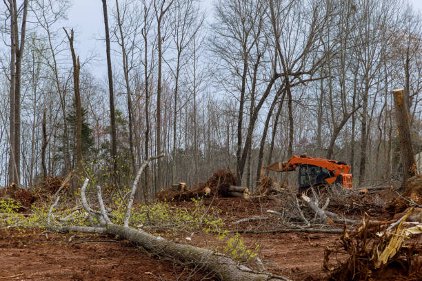 Best Seasonal Cleanup  in Marshall, MI